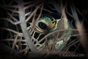 Green Sea Turtle hiding in a soft coral-Bonaire 2009 by Richard Goluch 